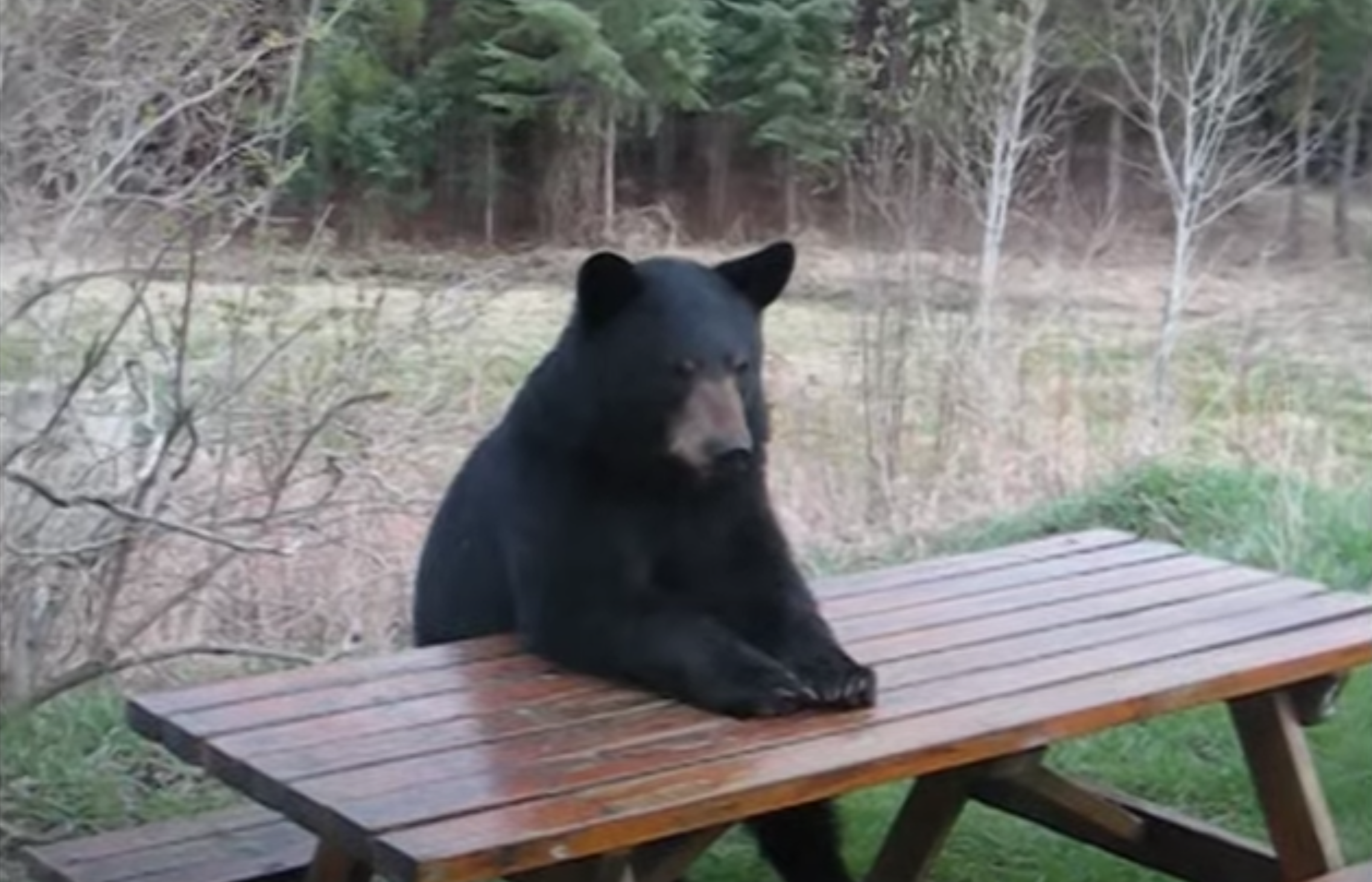 Mexico: Bear gatecrashes picnic leaving onlookers frozen