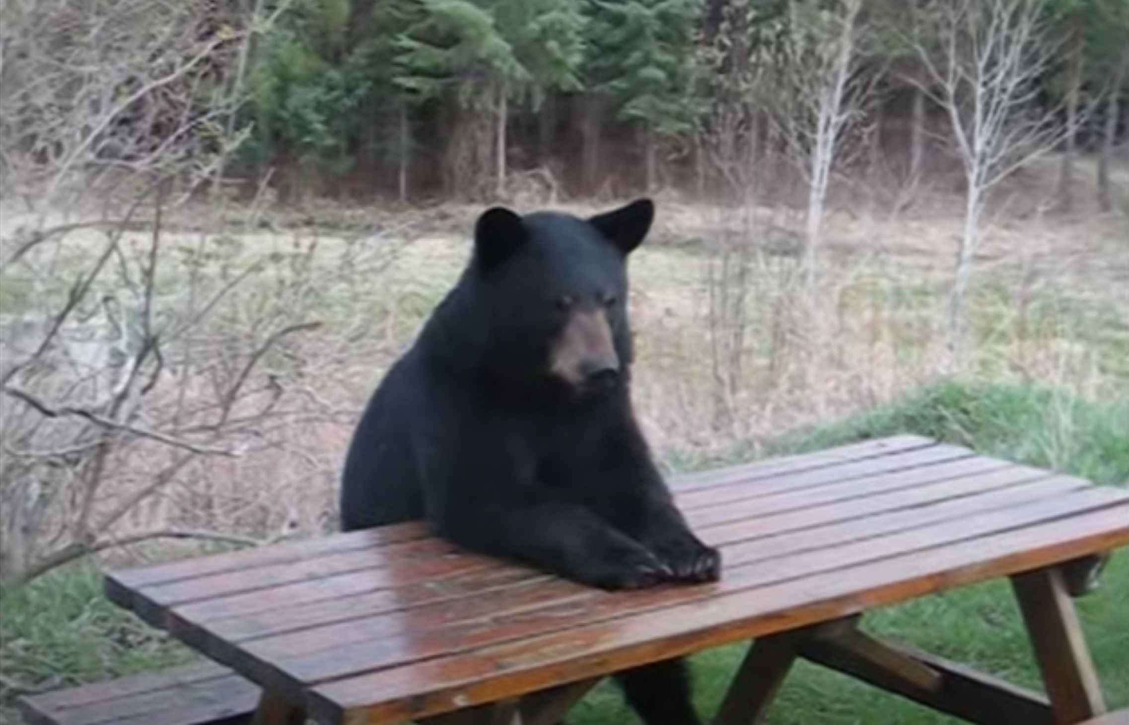 Fun footage of real teddy bear picnics