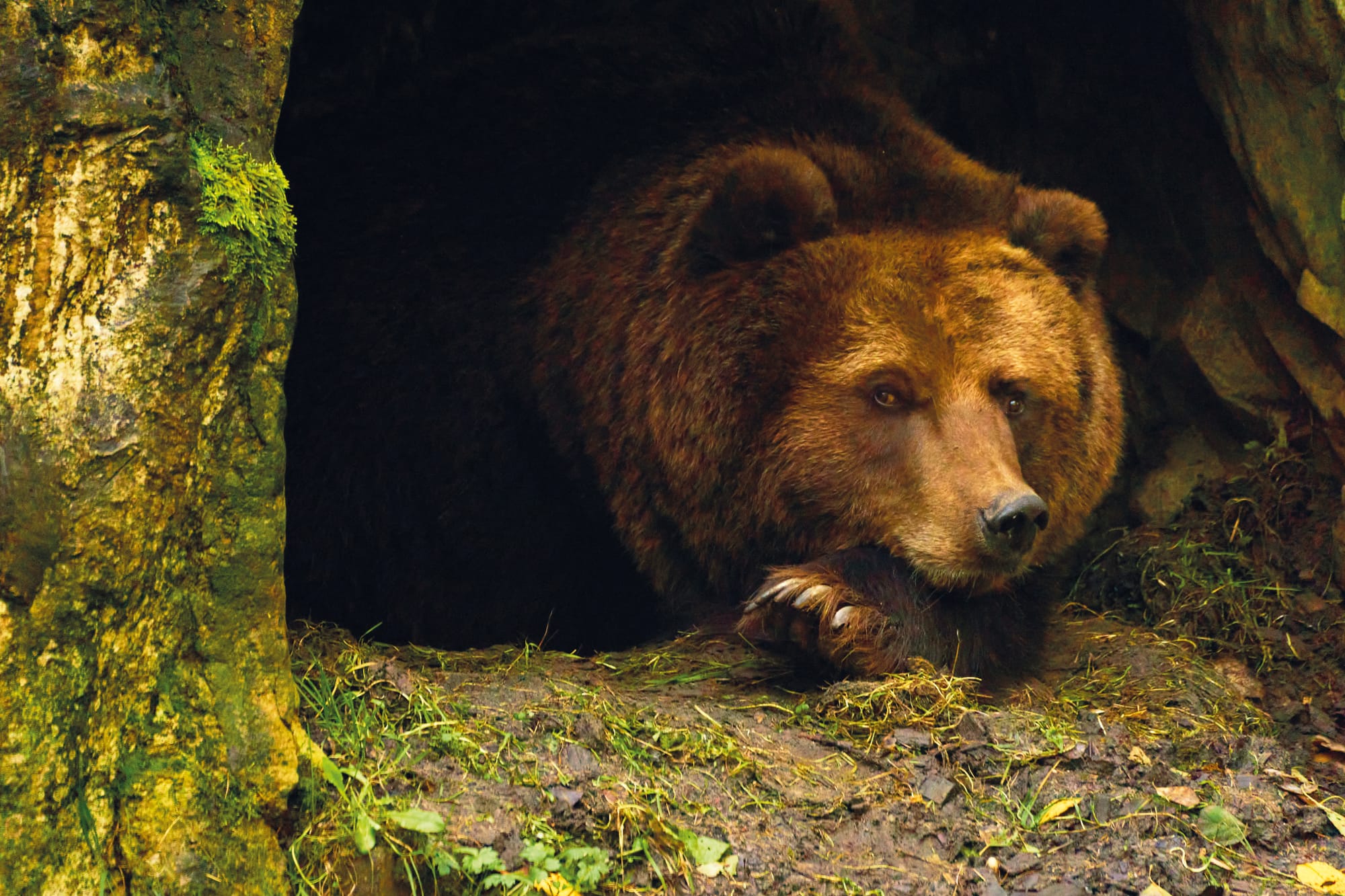 Autumn is an important time for bears