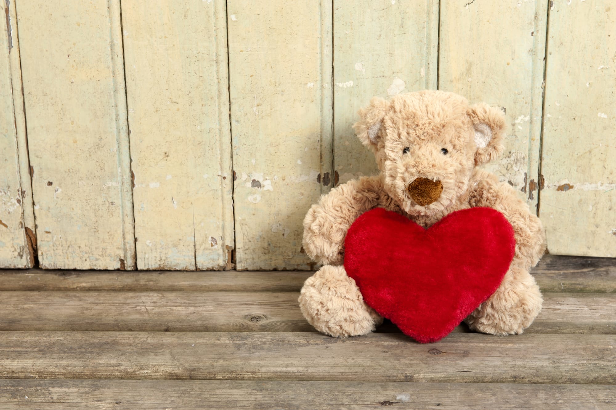 Teddybears.live