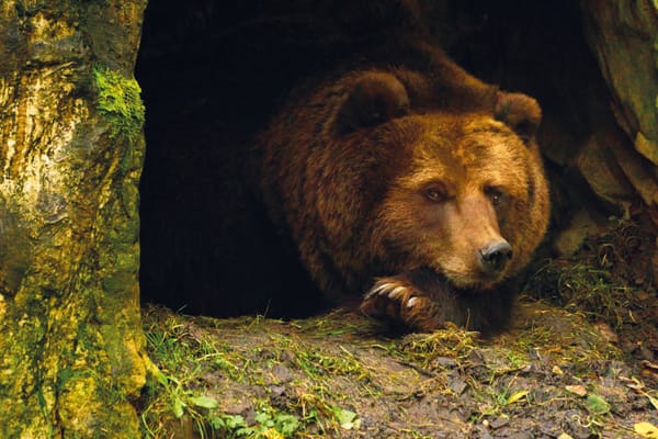 Autumn is an important time for bears
